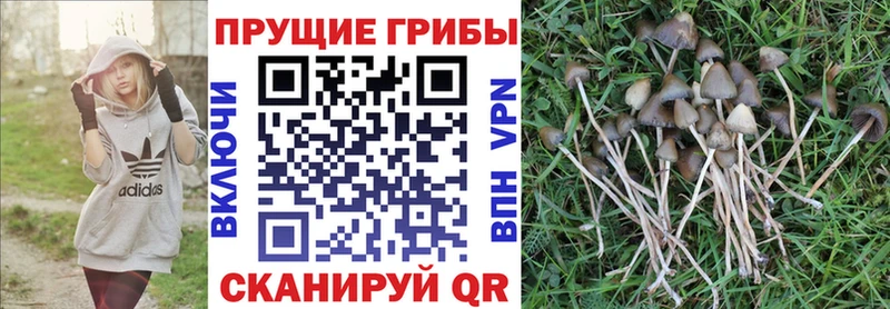 закладки Ржев Галлюциногенные грибы MAGIC MUSHROOMS